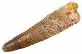 Fossil Spinosaurus Tooth - Real Dinosaur Tooth #345905-1